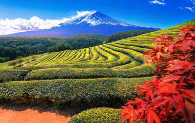 Scenic view of agricultural field against sky