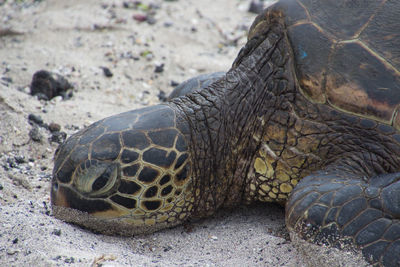 Close-up of a haedof a turtle on a beach