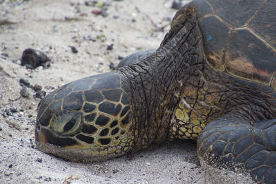 Close-up of a turtle in a field