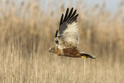 Bird flying over a field