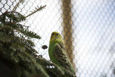 Low angle view of parrot perching in cage