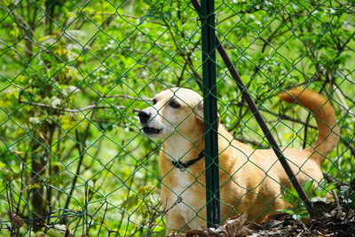 View of a dog looking away