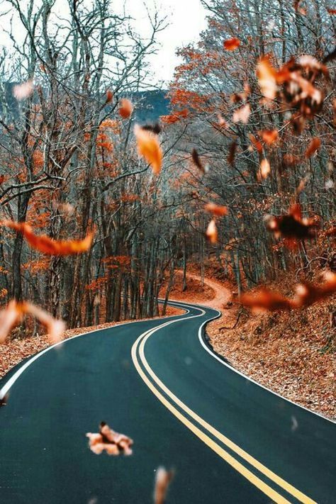 AUTUMN LEAVES ON ROAD BY TREES