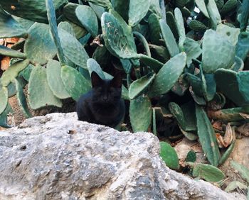 Cat lying on rock