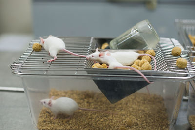 View of rat lab feeding