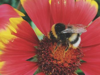 Close-up of honey bee pollinating on flower