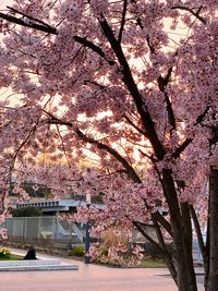 View of cherry blossom tree in front of building