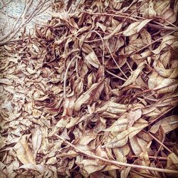 Full frame shot of dry leaves