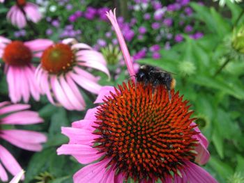 Close-up of bumblebee on purple coneflower blooming outdoors