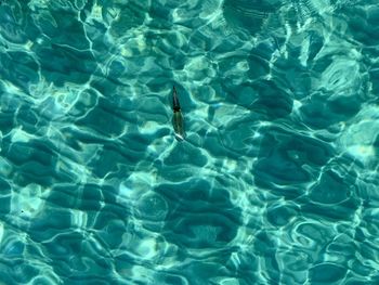 High angle view of turtle in swimming pool