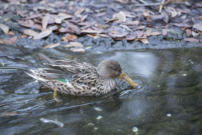 A northern shoveler hen swimming