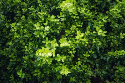 Full frame shot of plants