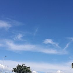 Low angle view of trees against blue sky