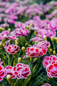 Close-up of pink flowering plants