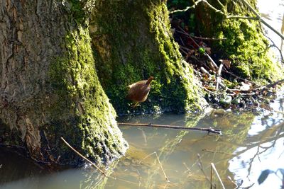 View of birds on tree trunk