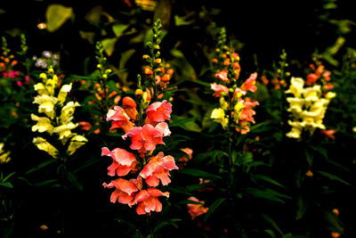 Close-up of flowers blooming outdoors