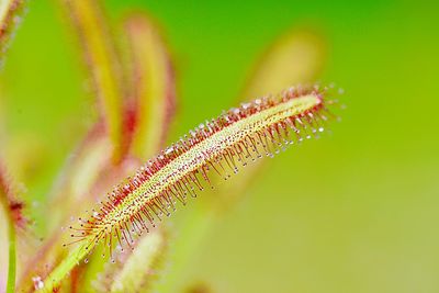 Close-up of insect on leaf