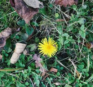 Close-up of yellow flowers blooming on field