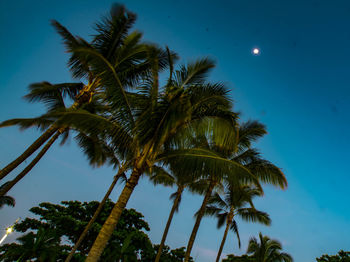 Low angle view of palm trees against blue sky