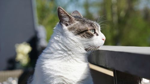 Close-up of a cat looking away