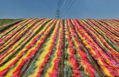 Low angle view of multi colored on field against sky