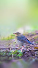 Close-up of bird perching on rock