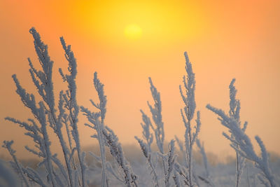 Close-up of frozen plants against orange sky