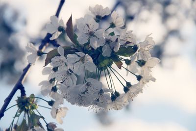 Low angle view of flowers against sky