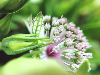 Close-up of flowers