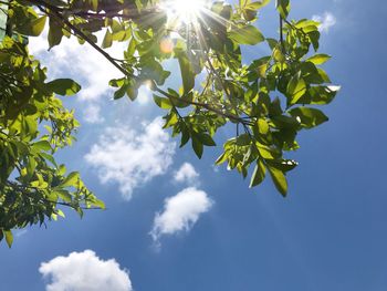 Low angle view of sunlight streaming through tree