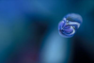 Close-up of jellyfish in water