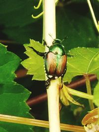 Close-up of insect on leaf