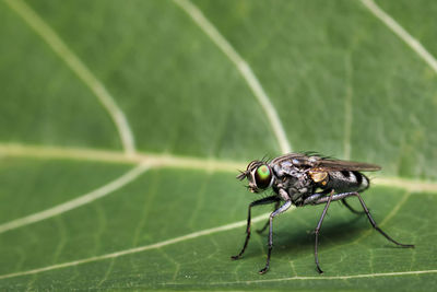 Close-up of insect on leaf