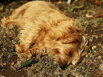 Close-up of dog on grass