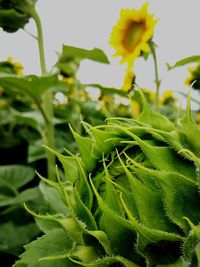 Close-up of green plant