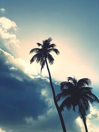 Low angle view of silhouette palm tree against sky