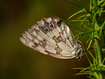 Spanish marbled white butterfly, melanargia lachesis, near almansa, spain.