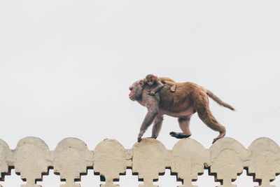 Low angle view of monkey carrying infant on built structure against clear sky