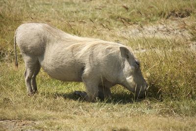 Warthog on grassy field