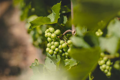 Close-up of grapes growing outdoors