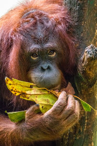 Close-up portrait of a monkey