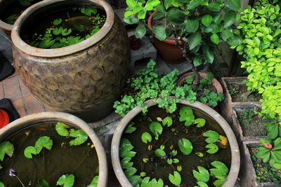 High angle view of potted plants in yard