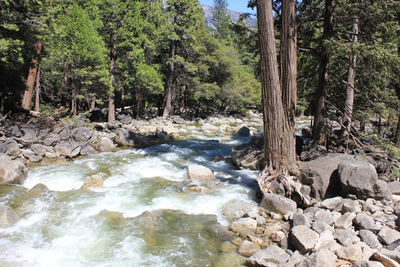 Stream flowing through rocks in forest