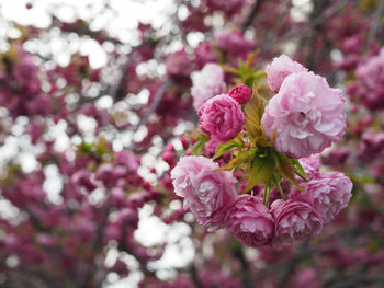 Close-up of pink cherry blossoms in spring