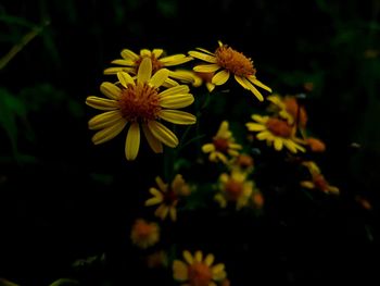 Close-up of yellow flowering plant