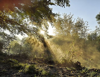 Sunlight streaming through trees on field against sky