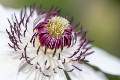 Close up of a flowering clematis flower in bloom