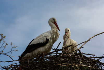 Low angle view of storks perching in nest against sky