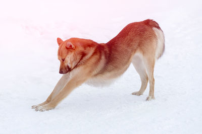 View of a dog running on snow