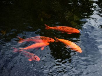 High angle view of koi carps swimming in lake